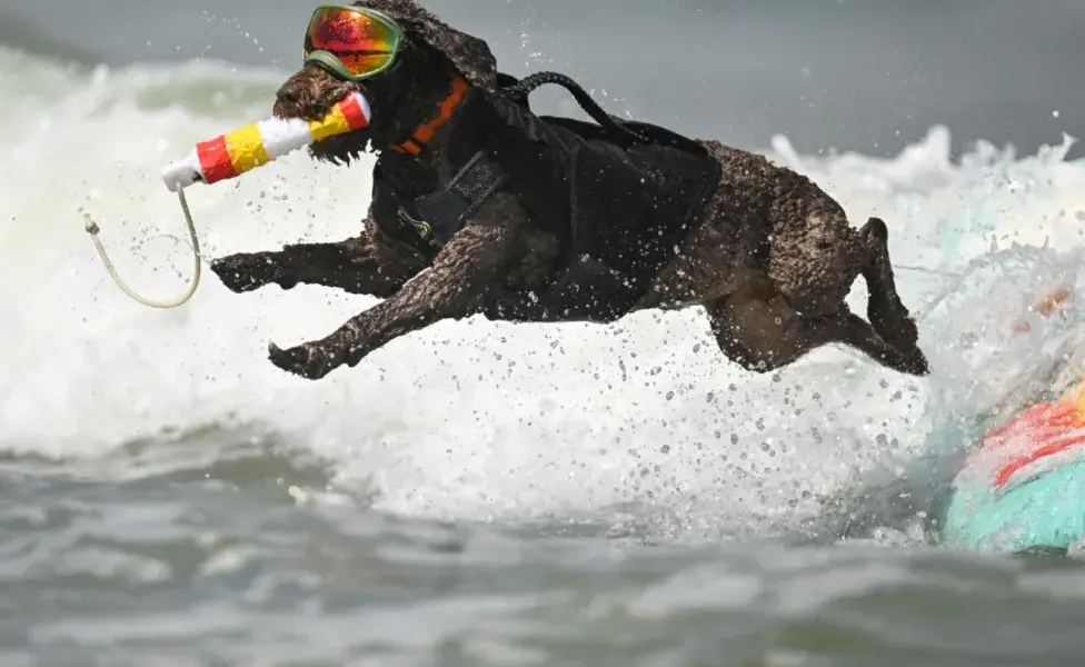 En el Campeonato de Surf Canino pueden participar todas las razas.