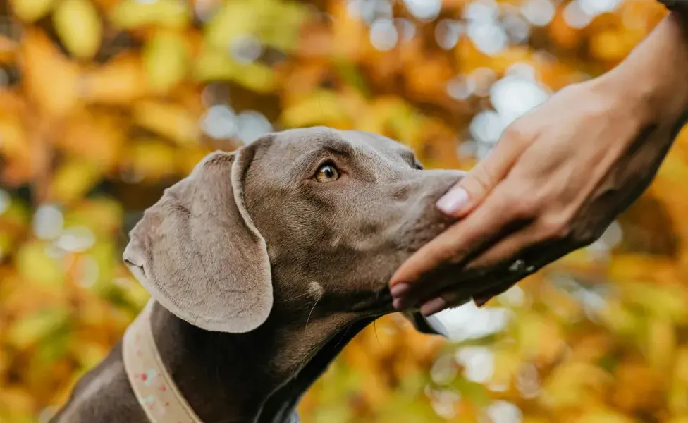 Los perros pueden oler también el estrés del humano.