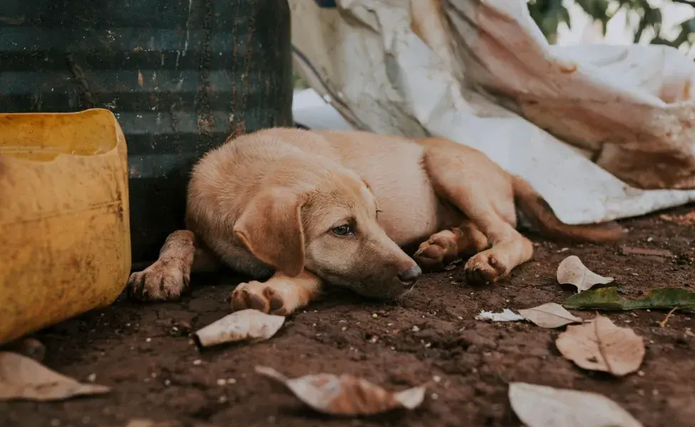 Si encuentras a un perro en la calle, usa las redes sociales para compartir fotos de él.