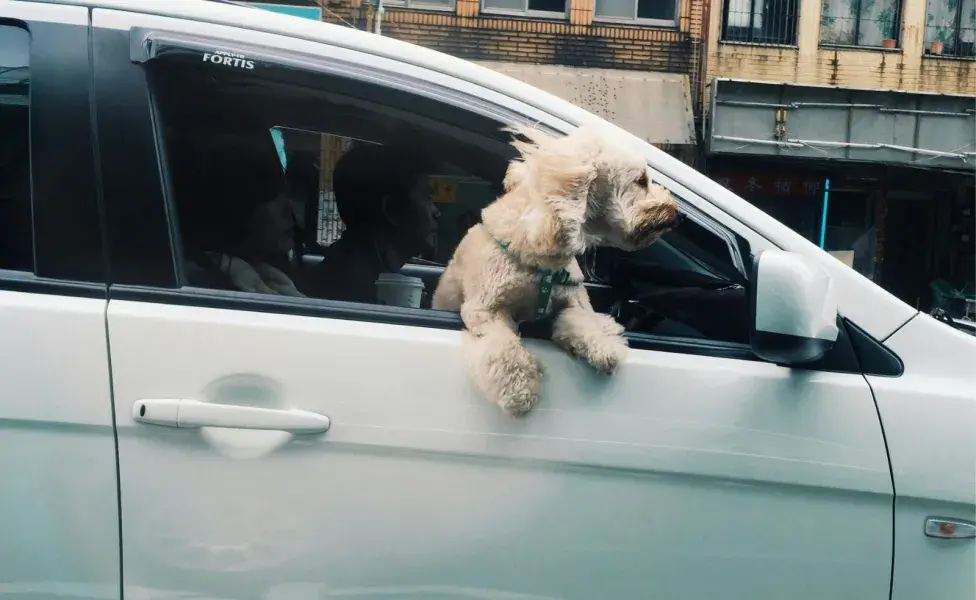 Los perros aman sentir el viento en su cara.