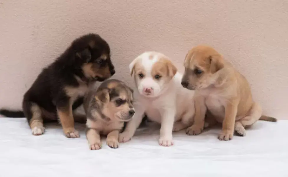 A diferencia de los humanos, los perros no recuerdan a otros individuos basándose en eventos