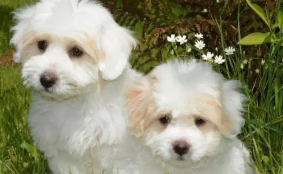 La clonación de mascotas es un fenómeno en auge entre las celebridades.