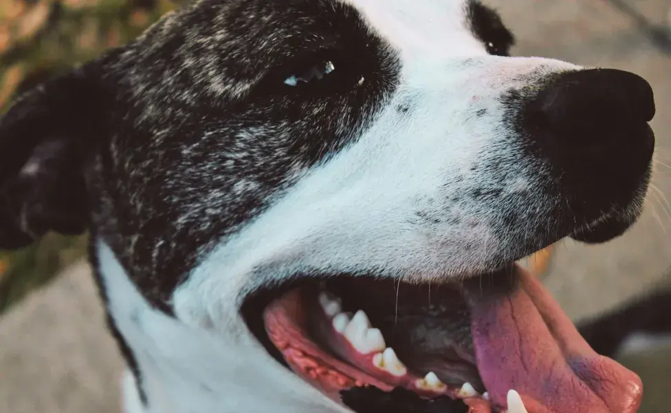 El tratamiento de brackets de un perro puede durar hasta ocho semanas.