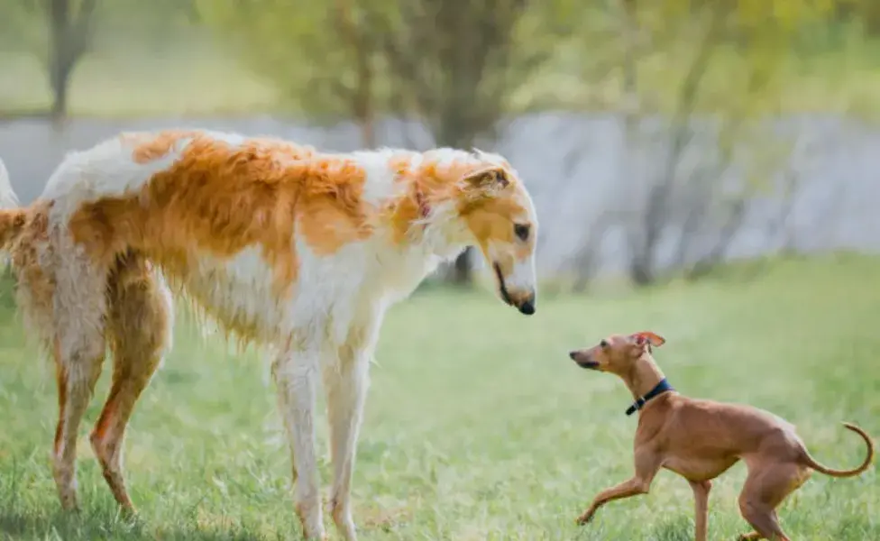 Algunos perros grandes pueden vivir más que el promedio