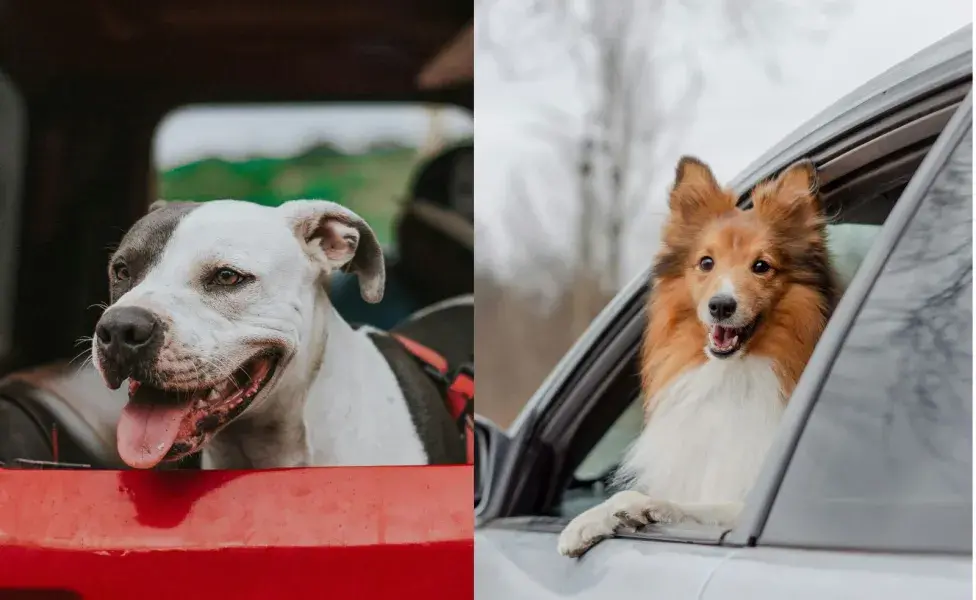 Es mejor que evites darle de comer a tu mascota durante el viaje.