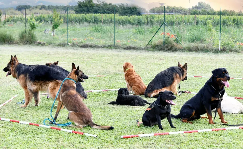 La socialización es otro aspecto central en la educación de los perros. 