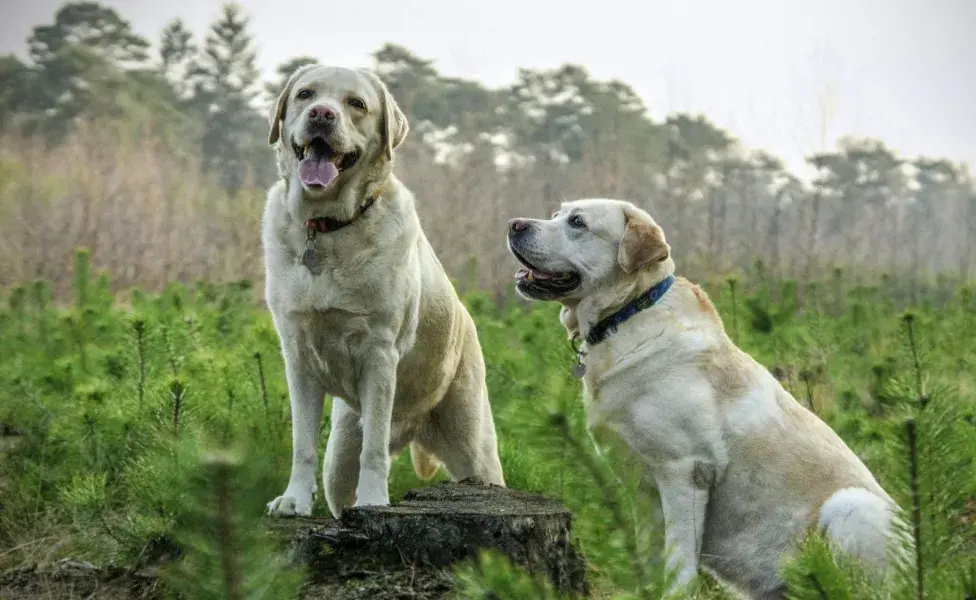 Las feromonas ayudan a aquellos perros que vivieron situaciones traumáticas.