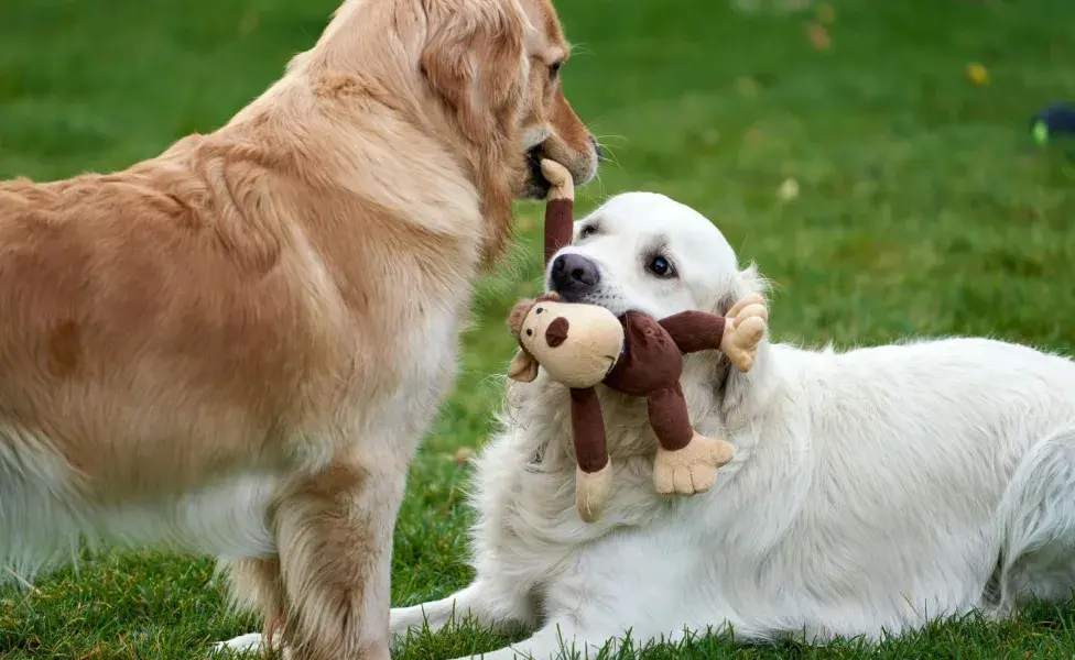 Aprende el lenguaje corporal de tu perro para evitar estresarlo. 