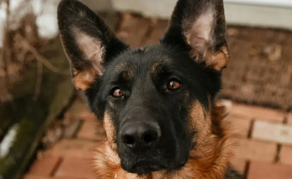 La sequedad ocular es otra causa común de los ojos rojos en perros.