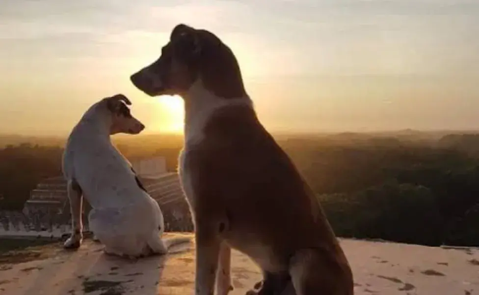 Los perros también tienen un significado cultural en la región.