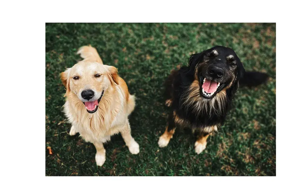 Perros felices en el pasto. Foto: Pexels/Helena Lopes