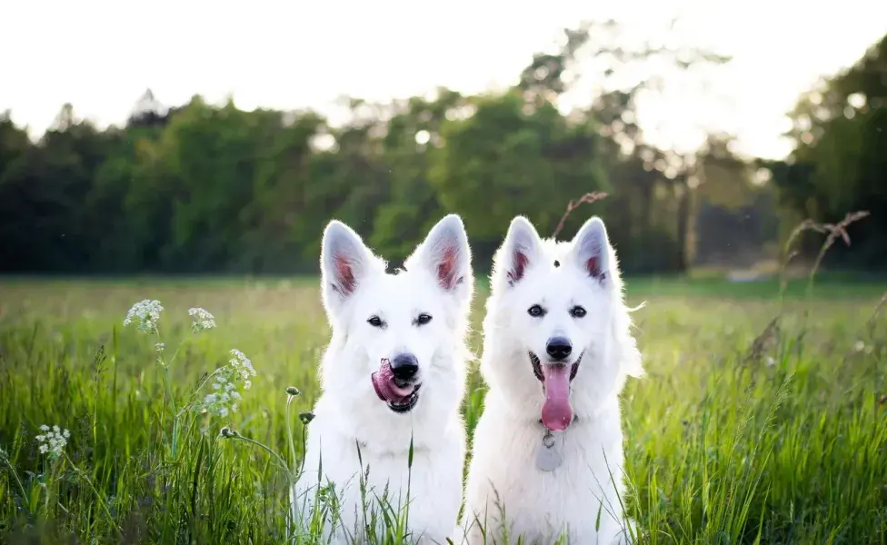 Existen tratamientos de infertilidad para perros.