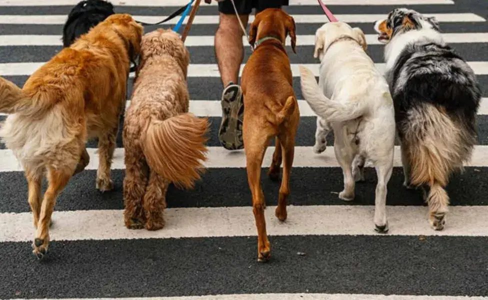 Durante los meses de confinamiento, muchas personas buscaron la compañía de un animal para mitigar el aislamiento. 