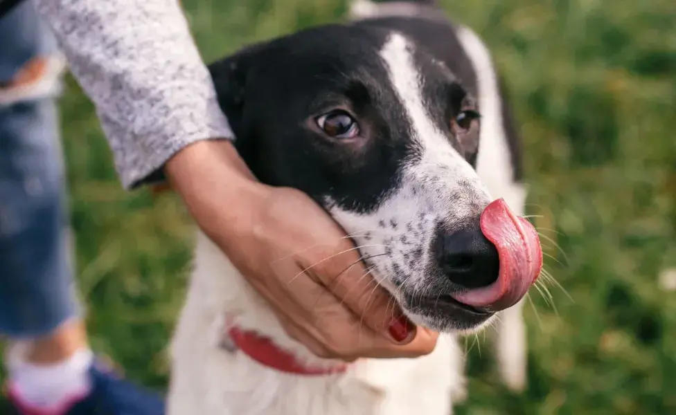 Los perros asilvestrado no deben confundirse con los perros callejeros. Foto: Envato/Sonyachny