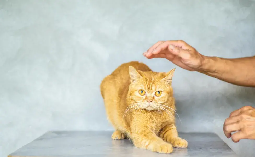 aplicar regraCómo darle una pastilla a un gato sin fallar en el intento pexels-photo-2698524