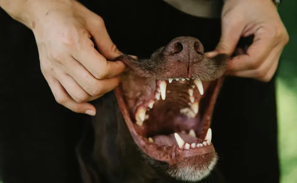 aplicar regra¿Qué significa el color de las encías de los perros? pexels-photo-7210337