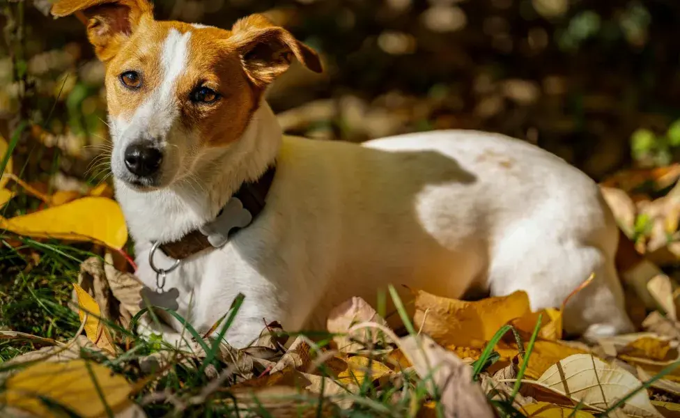 El olor de la orina de un perro diabético es dulce.