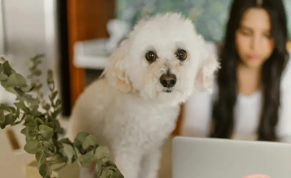 Aunque tu perro tenga intoxicación, no lo obligues a vomitar, puede ser peor.