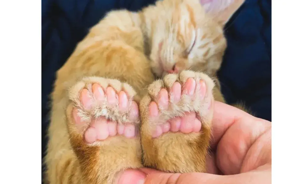 Los gatos polidáctiles sufren de uñas encarnadas.