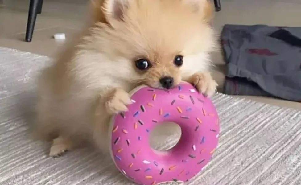 Aunque sea un perro pequeño, muchos Pomerania mini tienen un carácter fuerte 