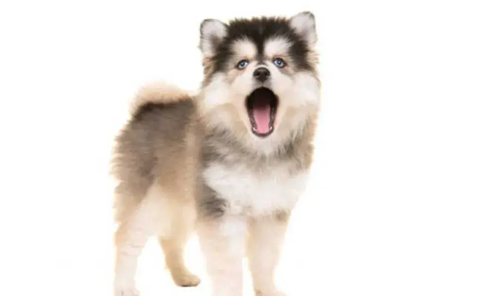 perro pomsky bostezando