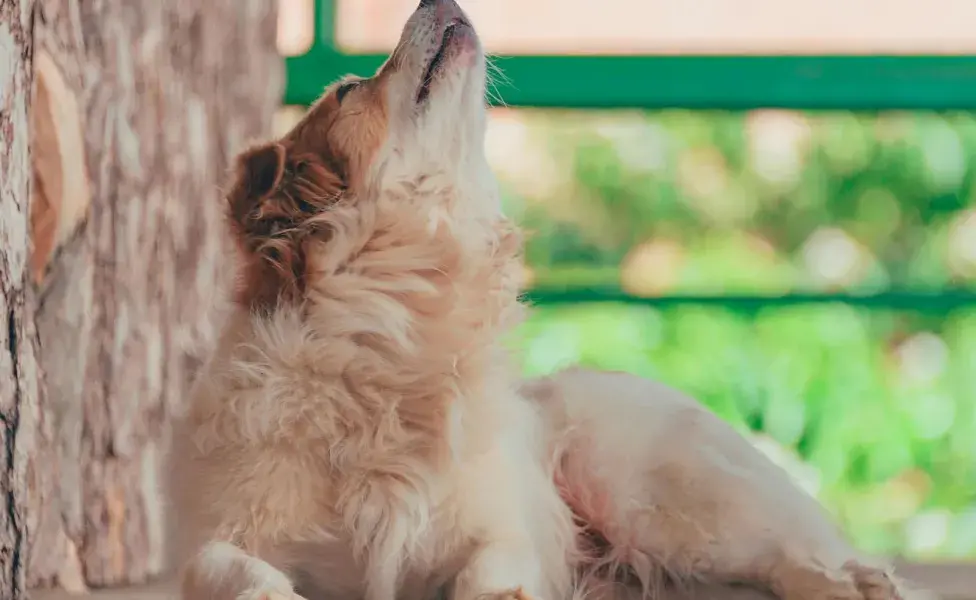 Algunos perros aúllan para llamar la atención de su dueño.