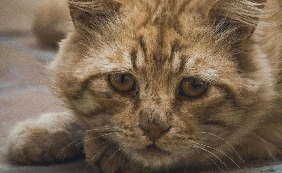 Los gatos son maestros de la manipulación.