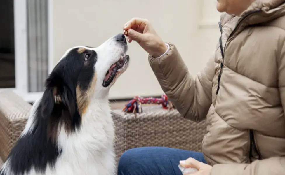 El colágeno es una proteína esencial para la salud de las articulaciones, piel y pelaje de los perros.