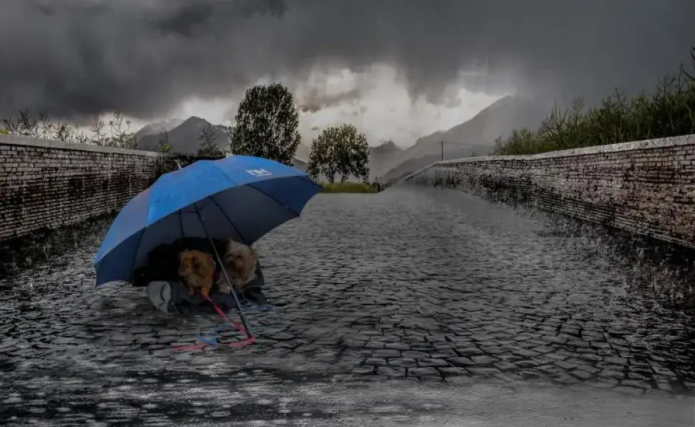 aplicar regraCómo puedo prepararme con mi mascota para un huracán o tormenta preview16