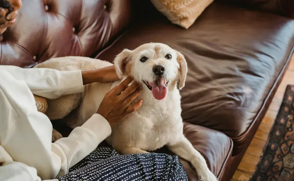 Los perros obesos viven menos.