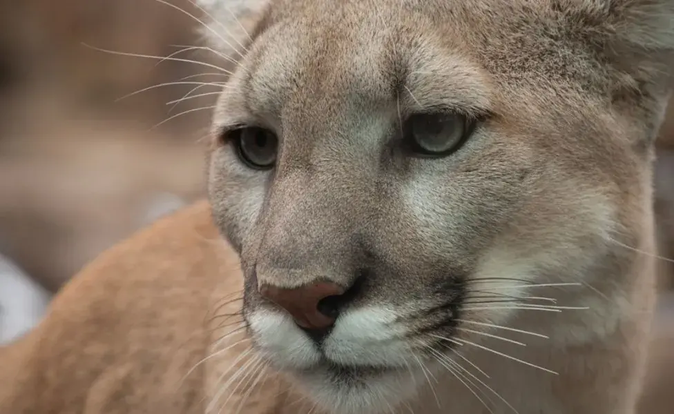 aplicar regraQué animales salvajes son parte de la familia de los gatos puma