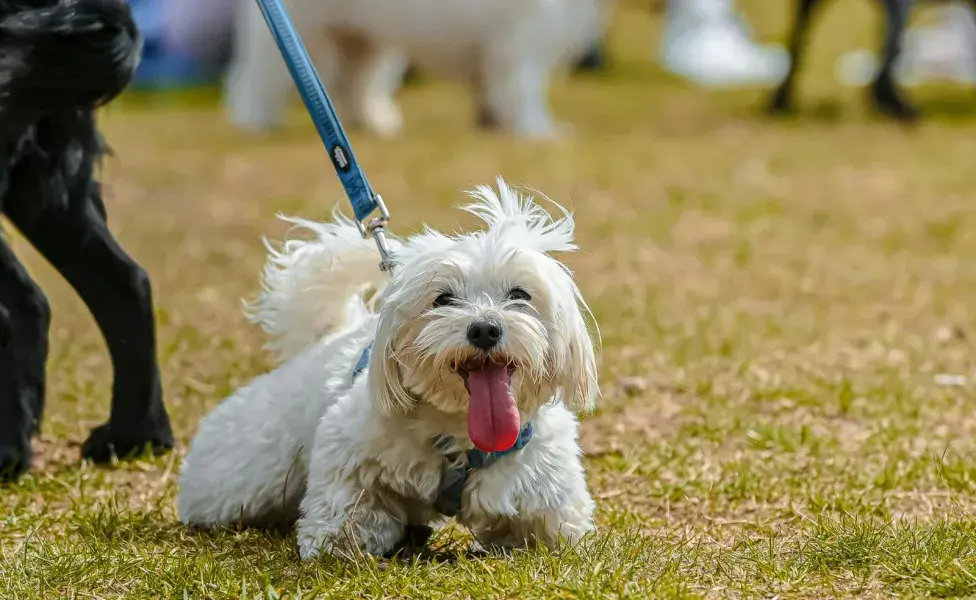 Los Shih Tzu tienen mucho carácter, pero son amigables y cariñosos.