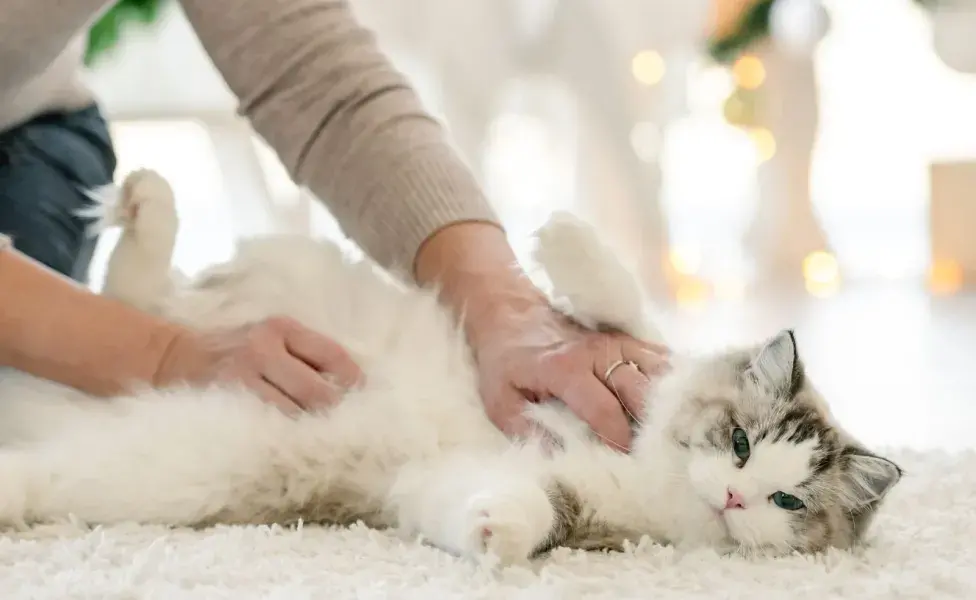 El Ragdoll es conocido por su naturaleza dócil y su amor por la compañía humana.