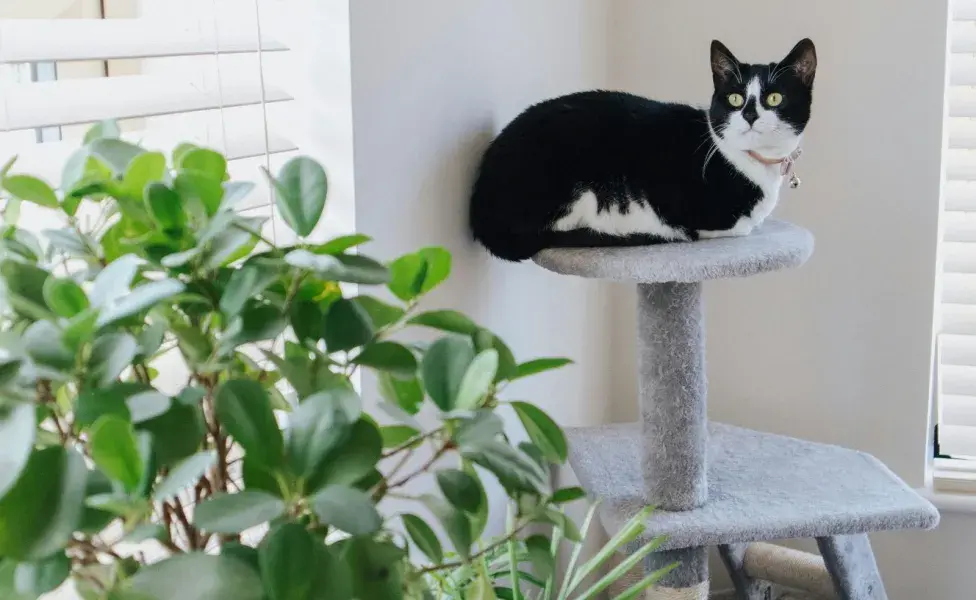 Los rascadores con feromonas sínteticas ayudan a que los gatos no rasguñen tus muebles.