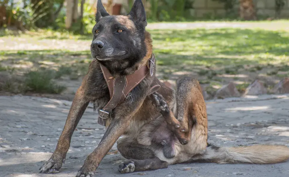 Si descubres parásitos en tu mascota, lo primero es actuar de inmediato.