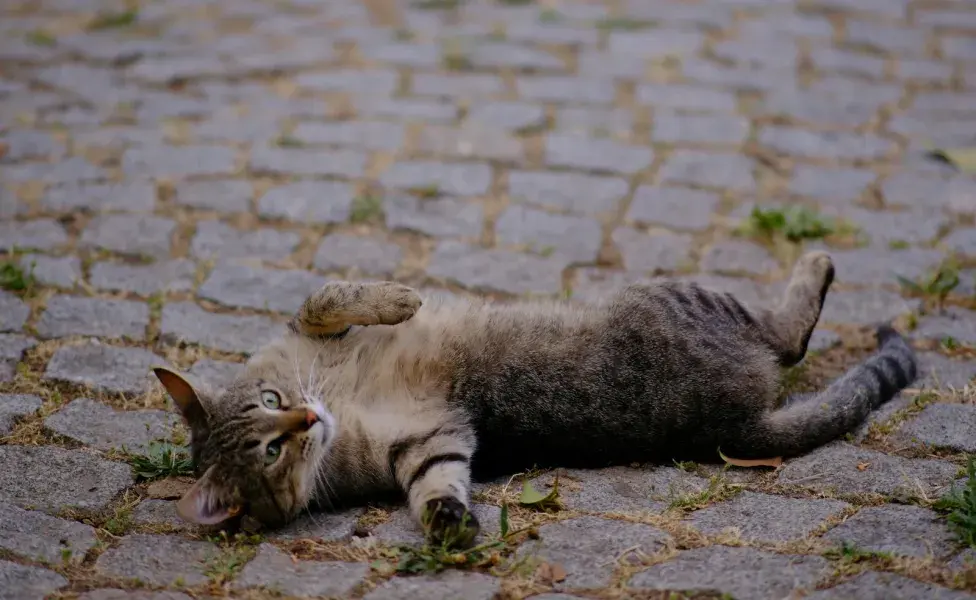 El gato puede sentir que tocas su vientre como señal de huída.