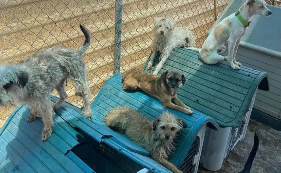 Para prevenir el abandono de perros, es crucial fomentar la tenencia responsable de mascotas desde una edad temprana.