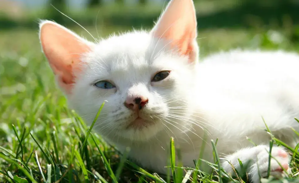 Si tu gato tiene ojos rojos e hinchados, puede ser conjuntivitis.