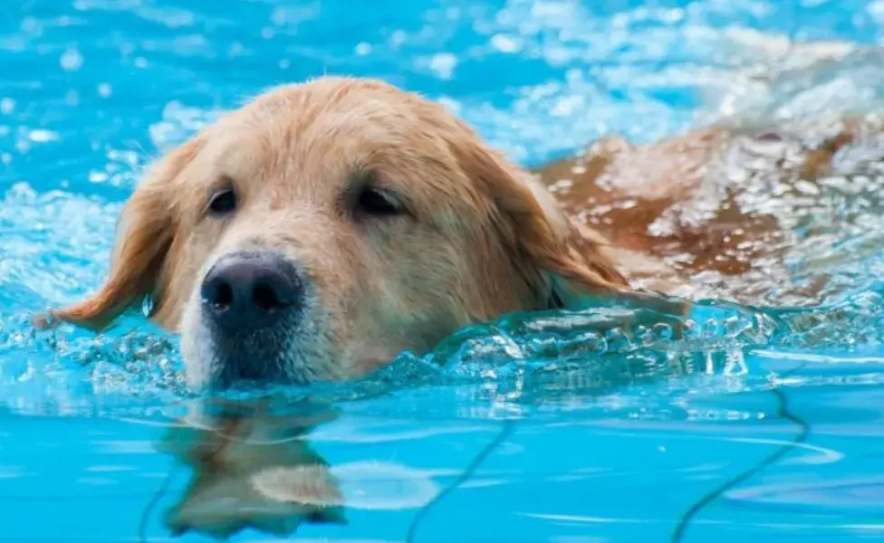 Su doble capa de pelo, que repele el agua, y sus patas palmeadas les permiten moverse con facilidad en entornos acuáticos.