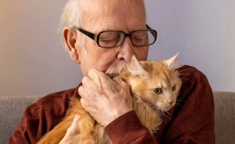 Tener un gato no solo aporta compañía, sino que también tiene beneficios para la salud. 