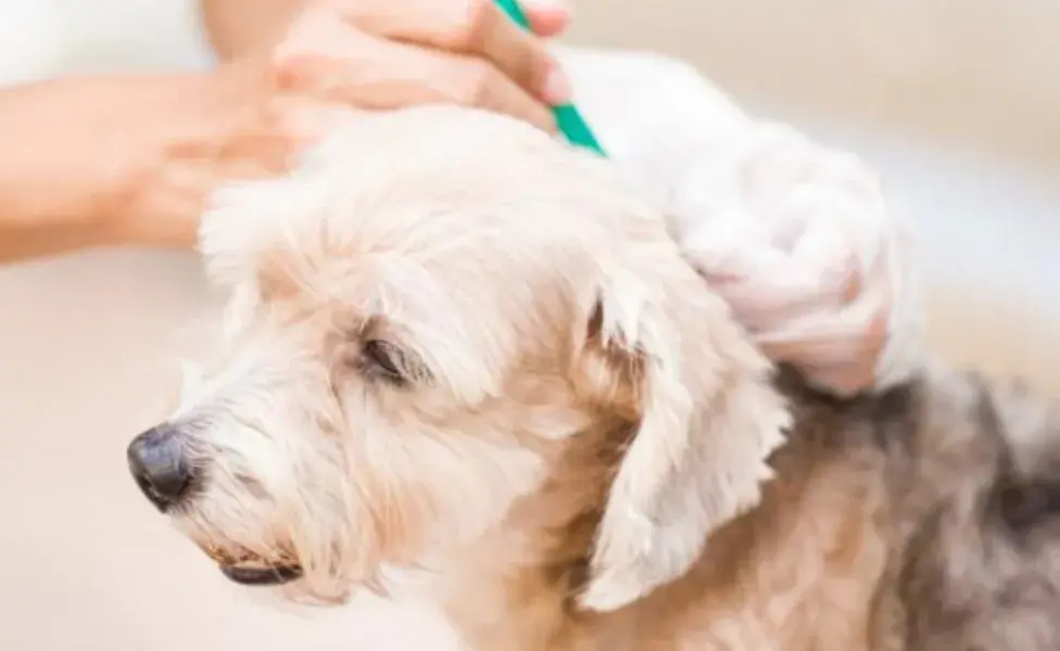 Distribuye el shampoo de avena en el cuerpo del perro, evitando el área de los ojos y oídos