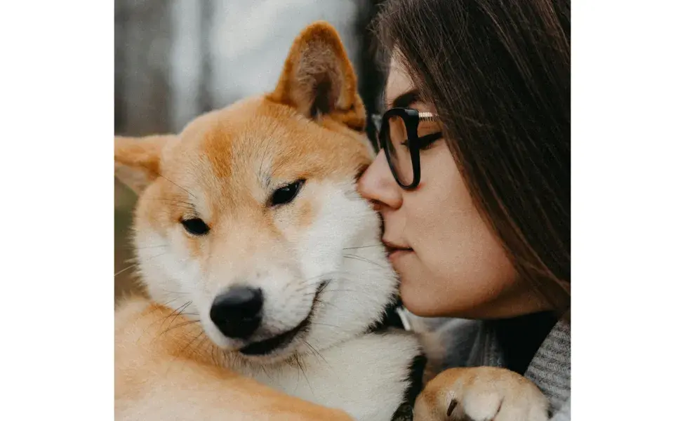 Si tienes un Shiba, debes hacer ejercicio medio y mantenerlos estimulados. Foto: Pexels/ Maksim Goncharenok