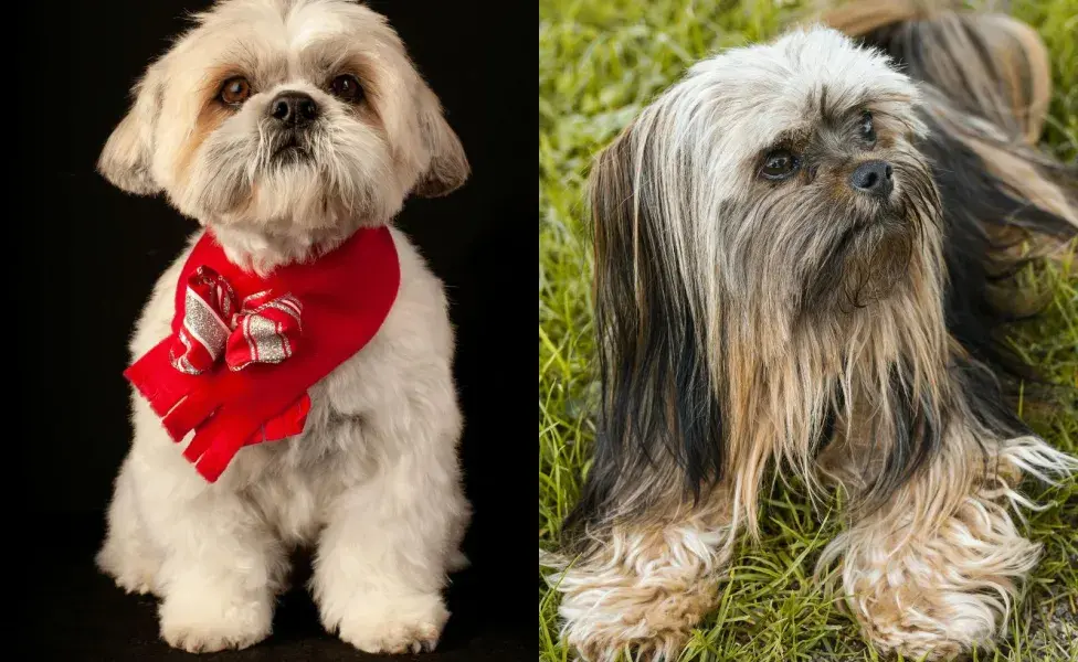 El Shih Tzu y Lhasa son razas pequeñas.