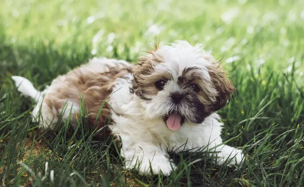 El Shih Tzu es animal con un carácter muy lindo.