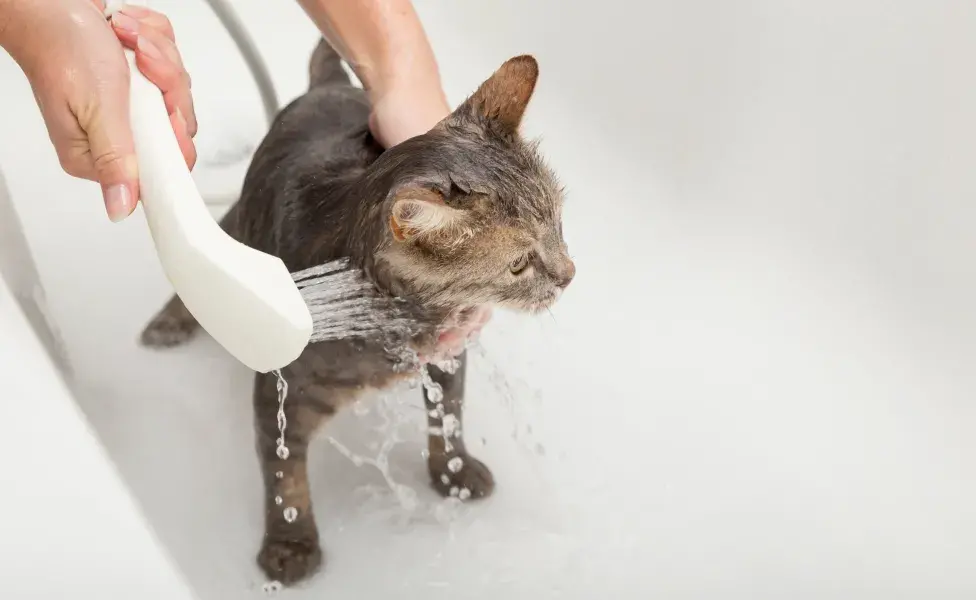 Bañar a tu gato con más frecuencia de la que deberías puede provocarle problemas tópicos.