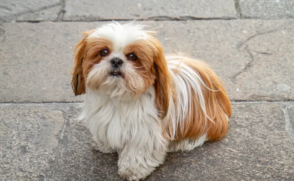 5 razas de perros pequeños y peludos