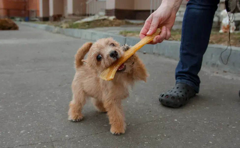 Descubre si son buenos los huesos para perros