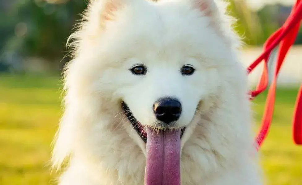 perro sonriendo. Foto: Envato/yurakrasil