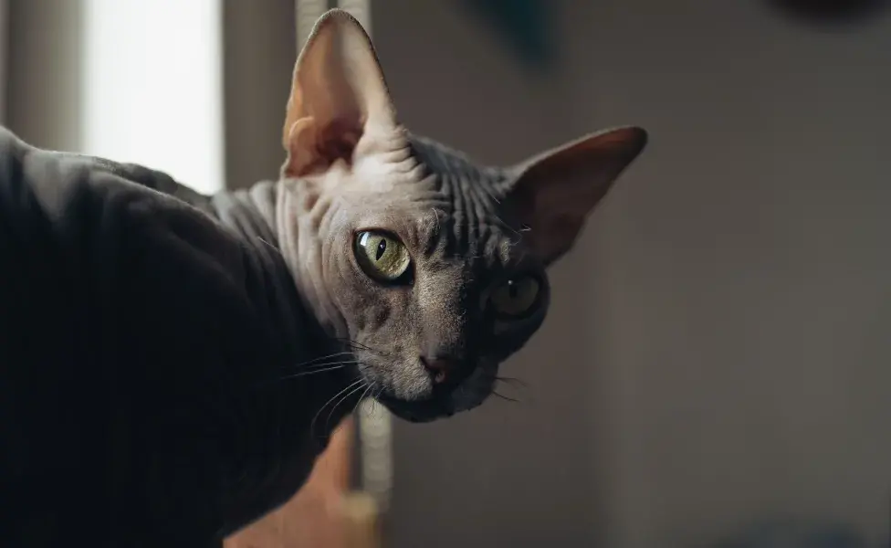 aplicar regraDescubre las 10 razas de gatos que más disfrutan pasar tiempo cerca de su tutor sphynx%20negro