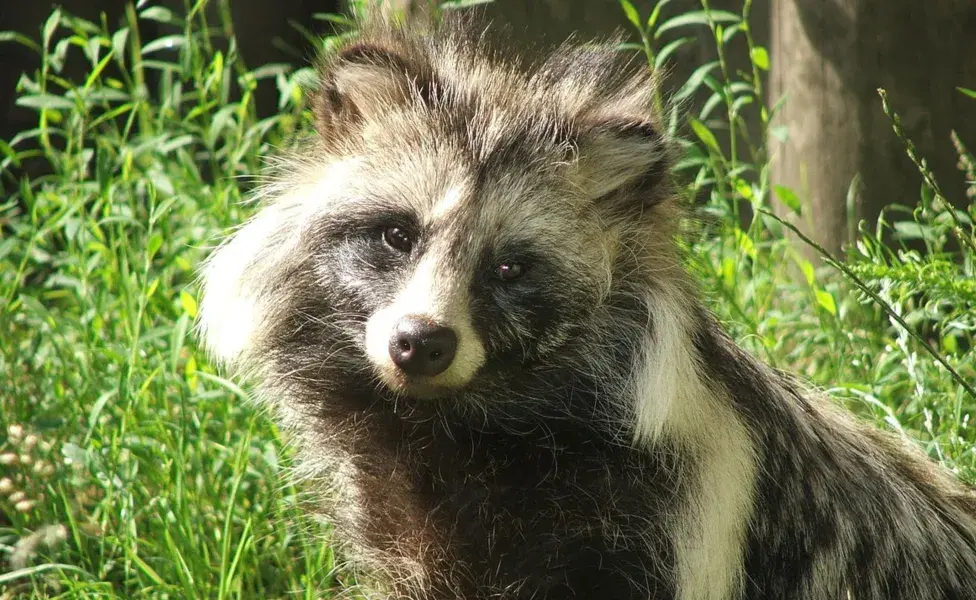 Los Tanuki comen de todo.